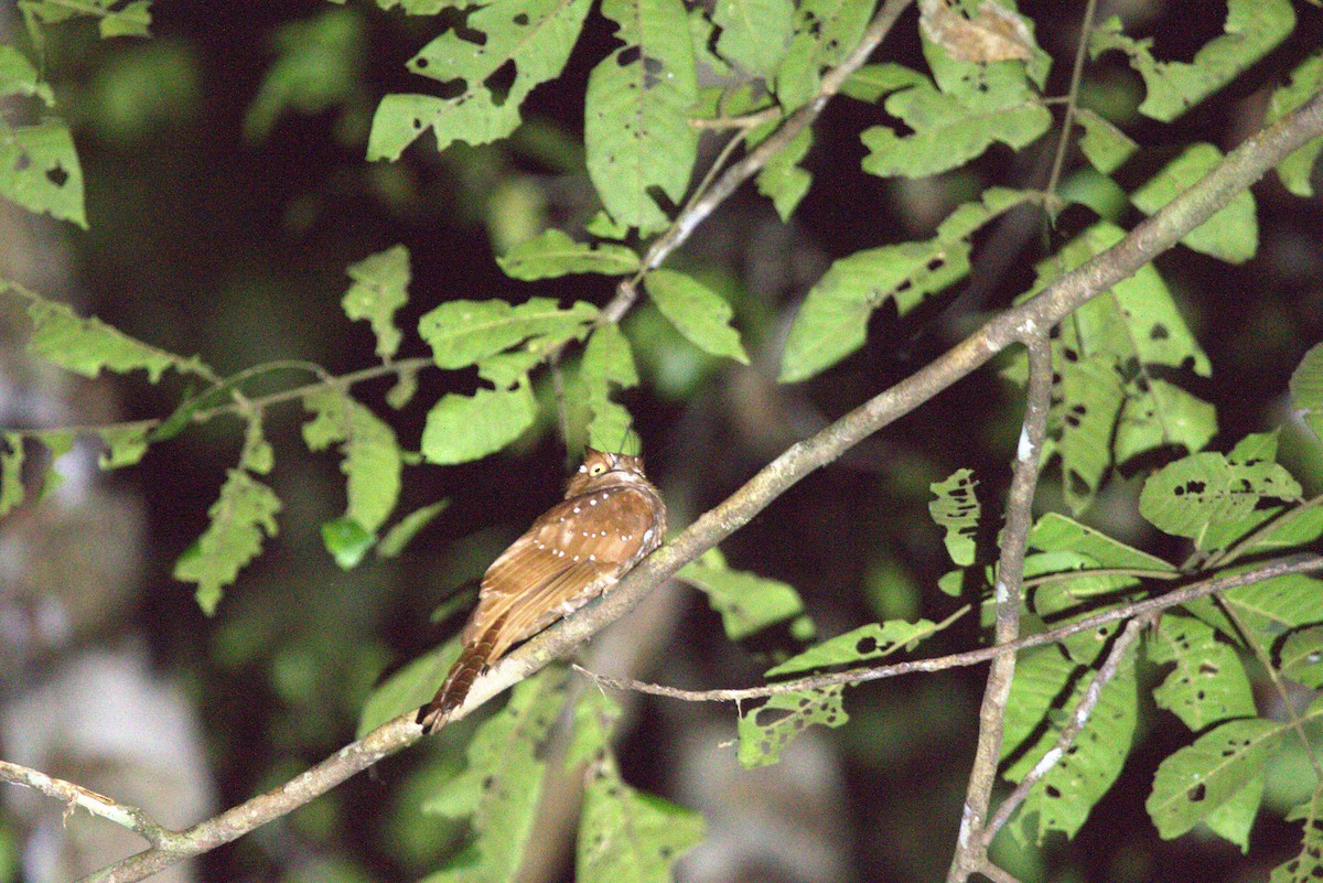 Starry Owlet-nightjar - ML649709122