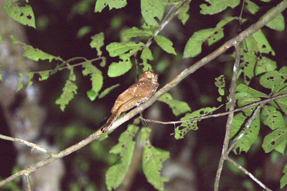Starry Owlet-nightjar - ML649709123