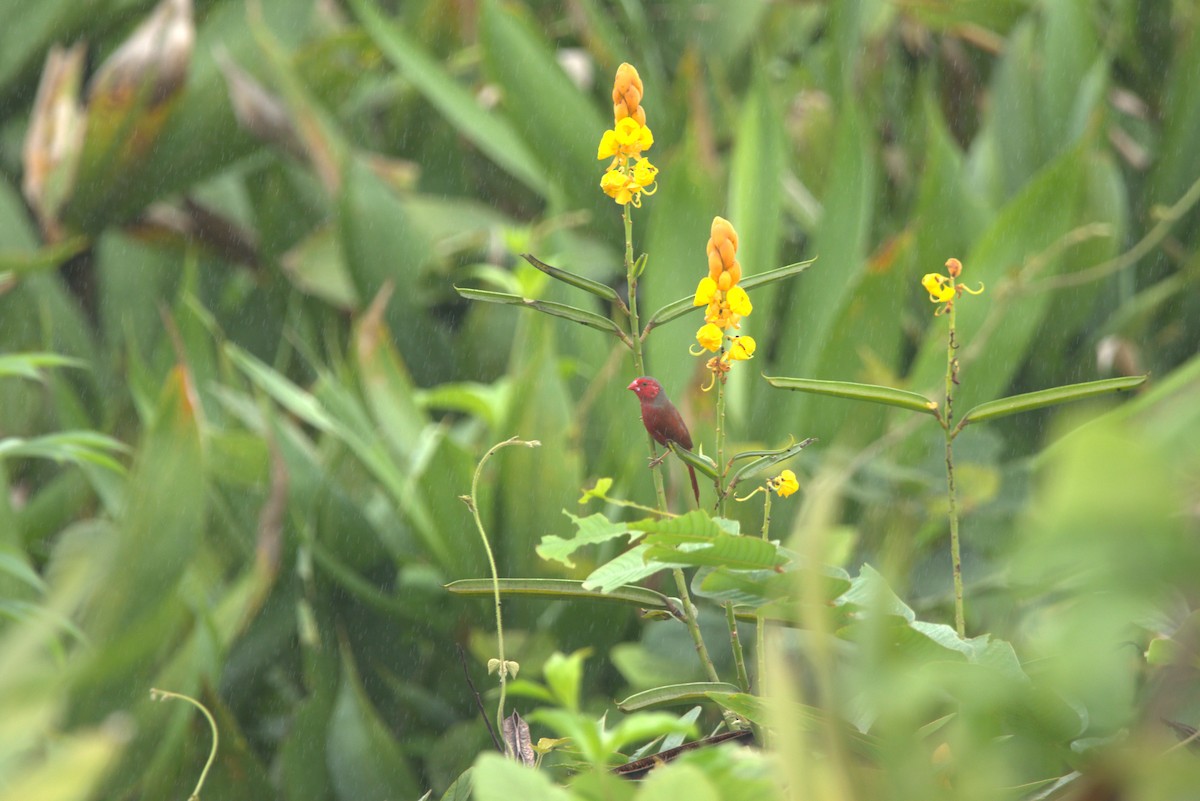 Crimson Finch - ML649709345