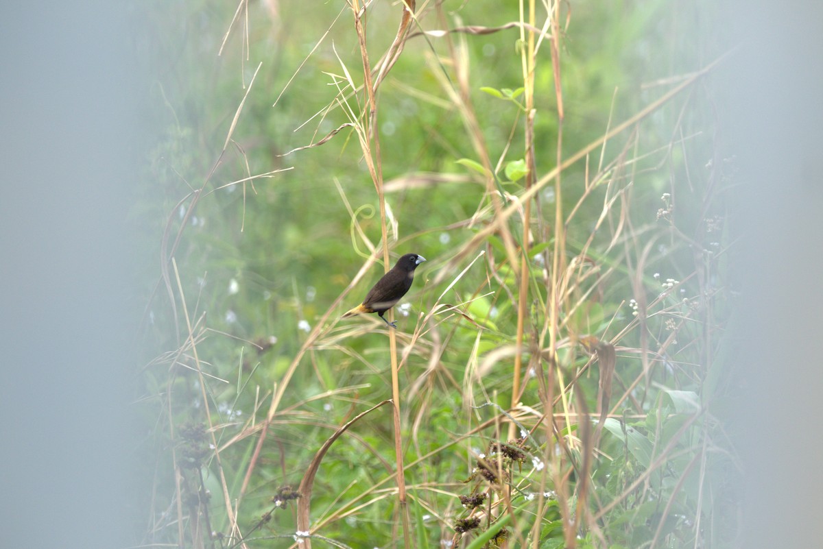 Black Munia - ML649709367