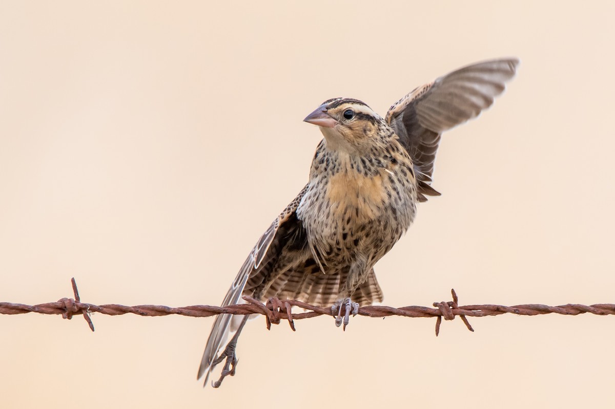 White-browed Meadowlark - ML649710128