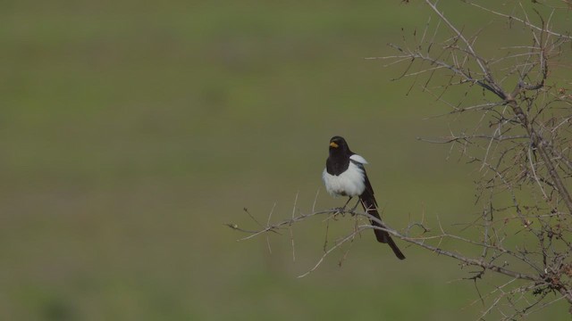 Желтоклювая сорока - ML649710455