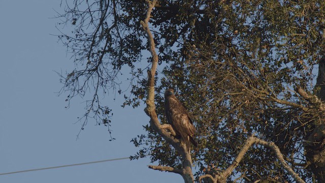 Беркут - ML649710507