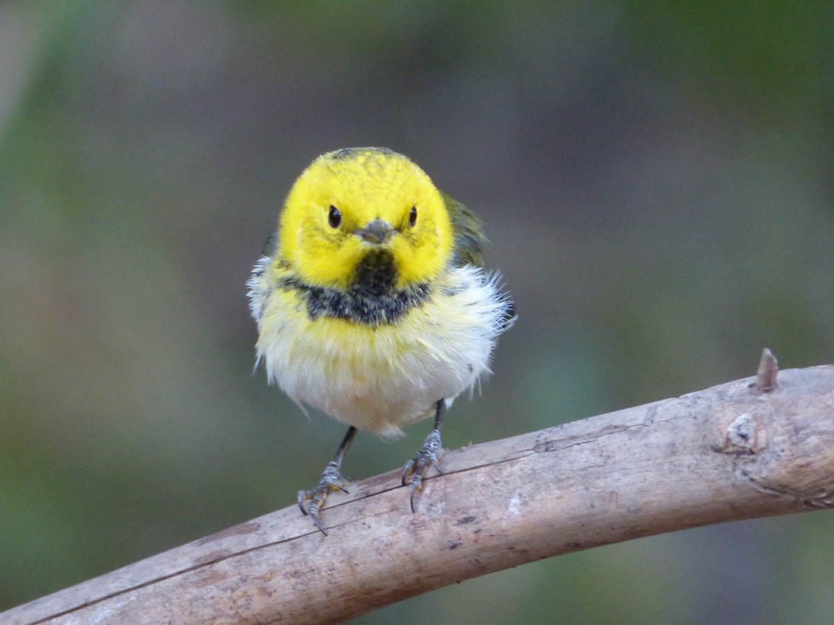 Townsend's x Hermit Warbler (hybrid) - ML649710669