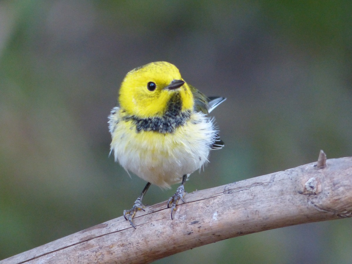 Townsend's x Hermit Warbler (hybrid) - ML649710675