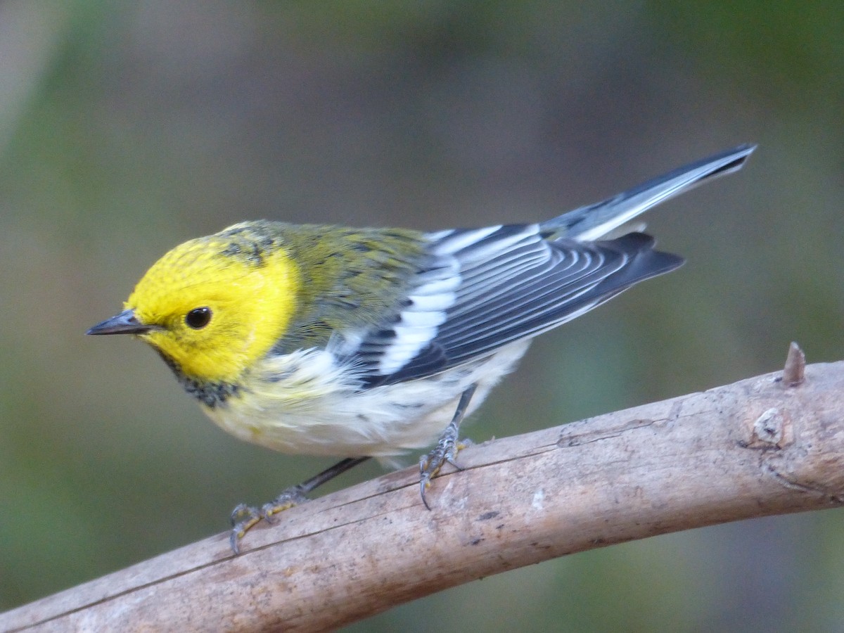 Townsend's x Hermit Warbler (hybrid) - ML649710683