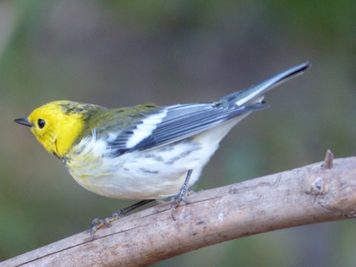 Townsend's x Hermit Warbler (hybrid) - ML649710696