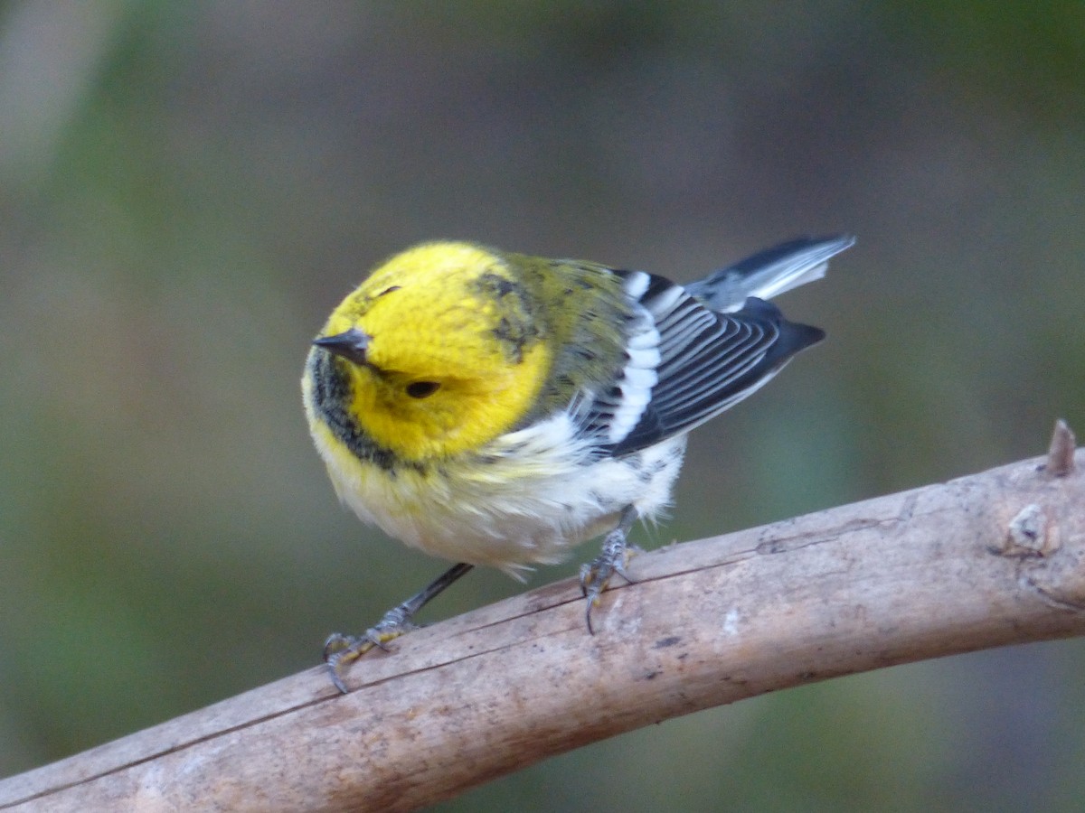 Townsend's x Hermit Warbler (hybrid) - ML649710700