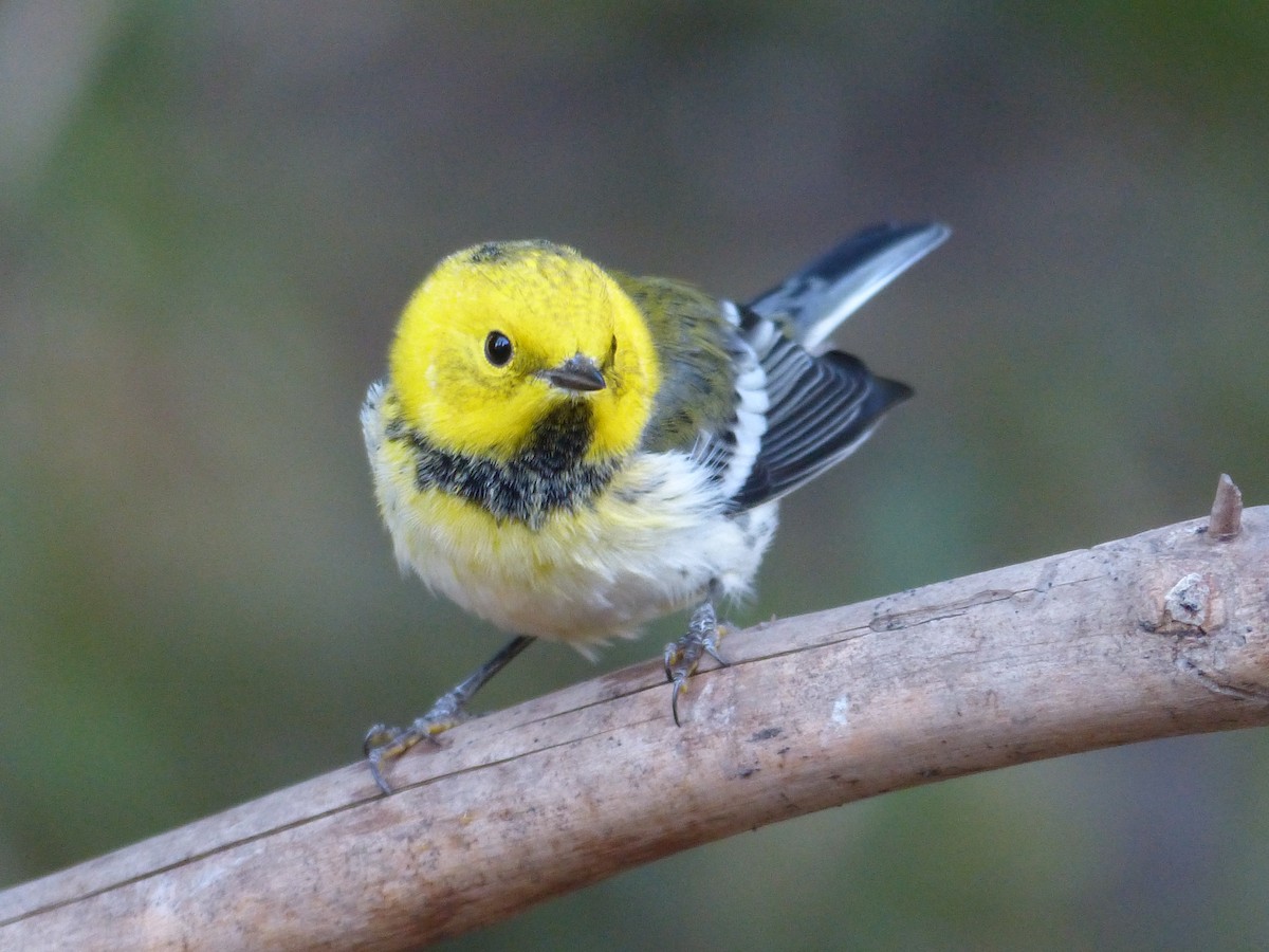 Townsend's x Hermit Warbler (hybrid) - ML649710707