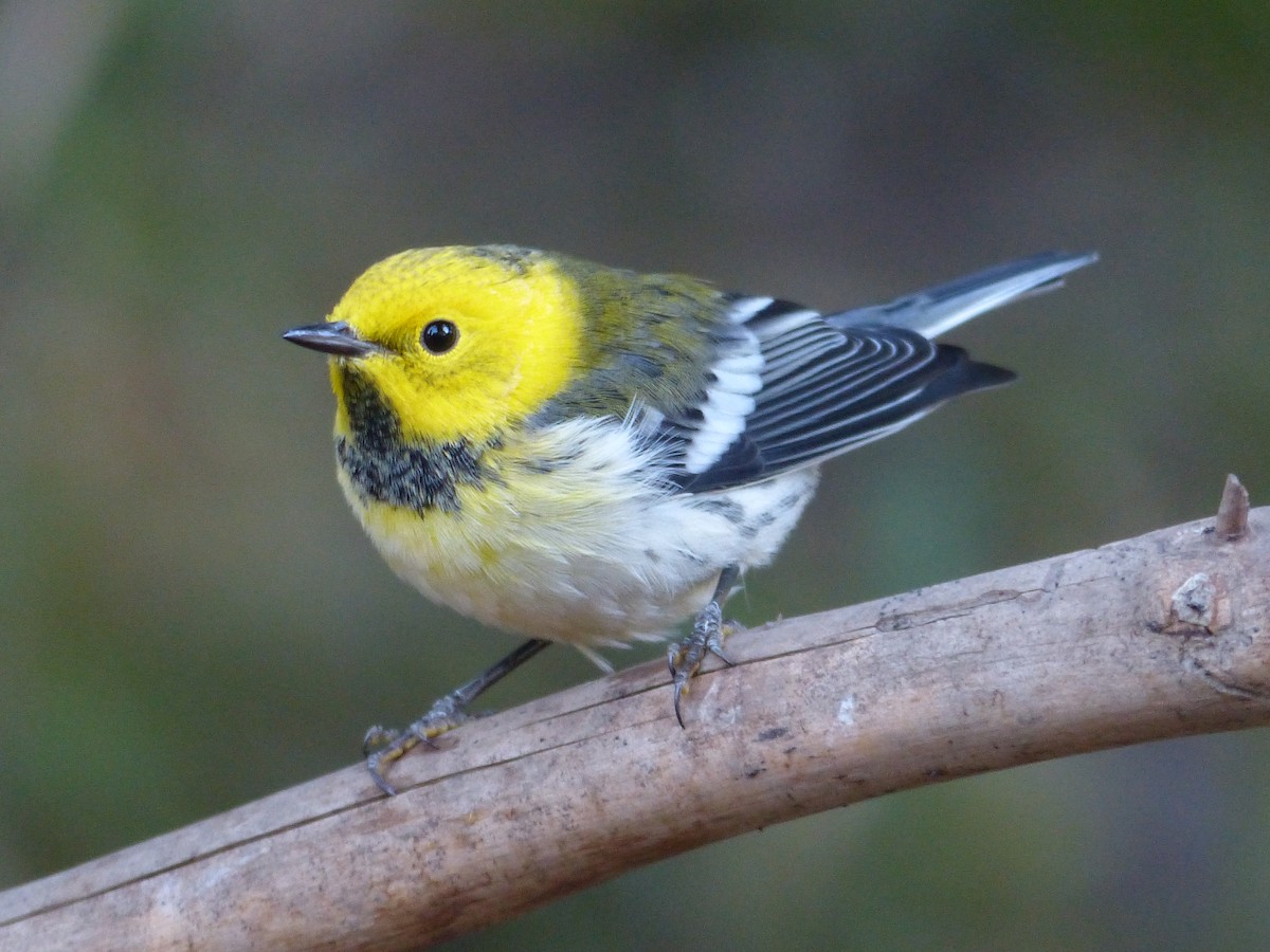 Townsend's x Hermit Warbler (hybrid) - ML649710716