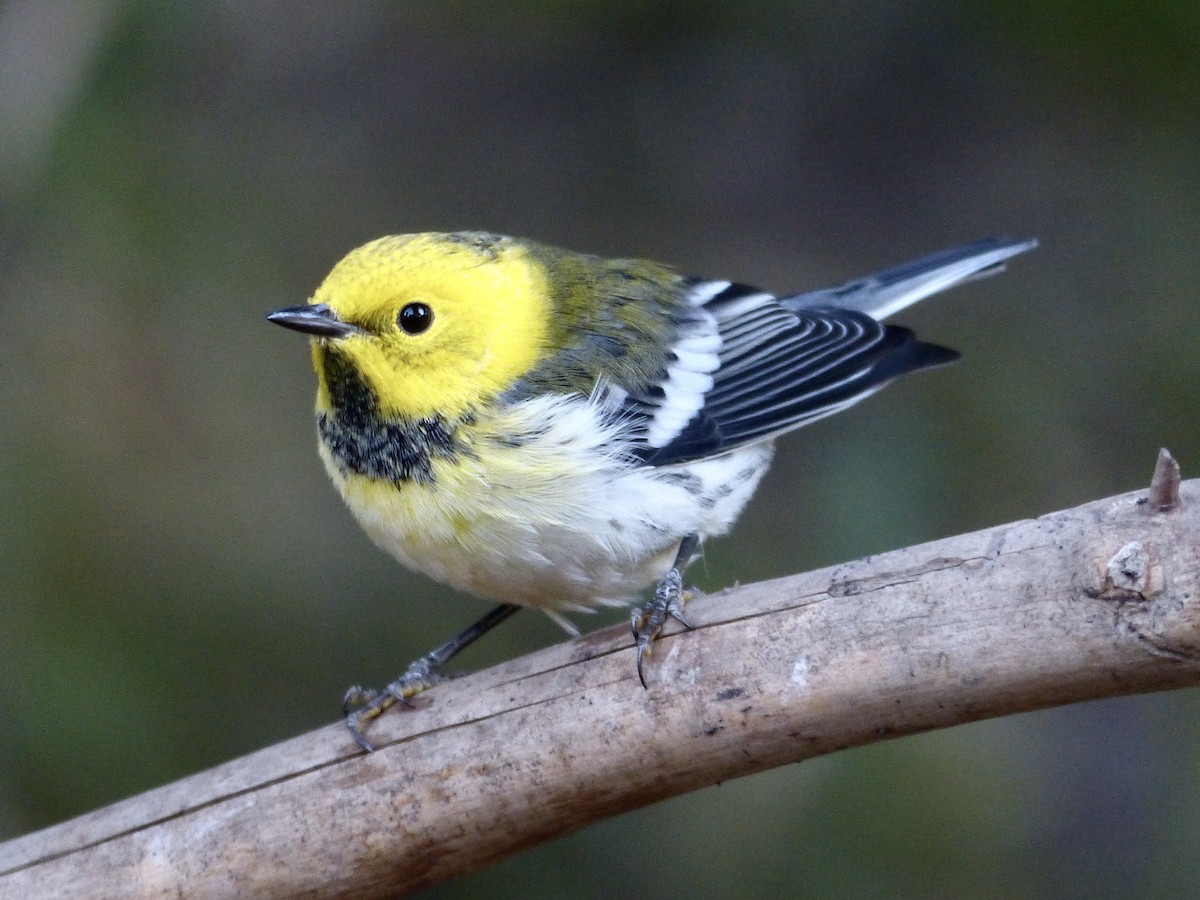 Townsend's x Hermit Warbler (hybrid) - ML649710732