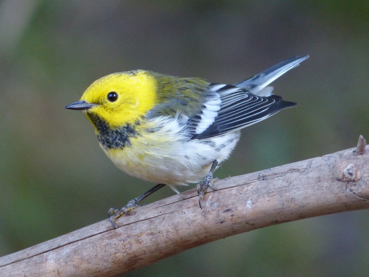 Townsend's x Hermit Warbler (hybrid) - ML649710750