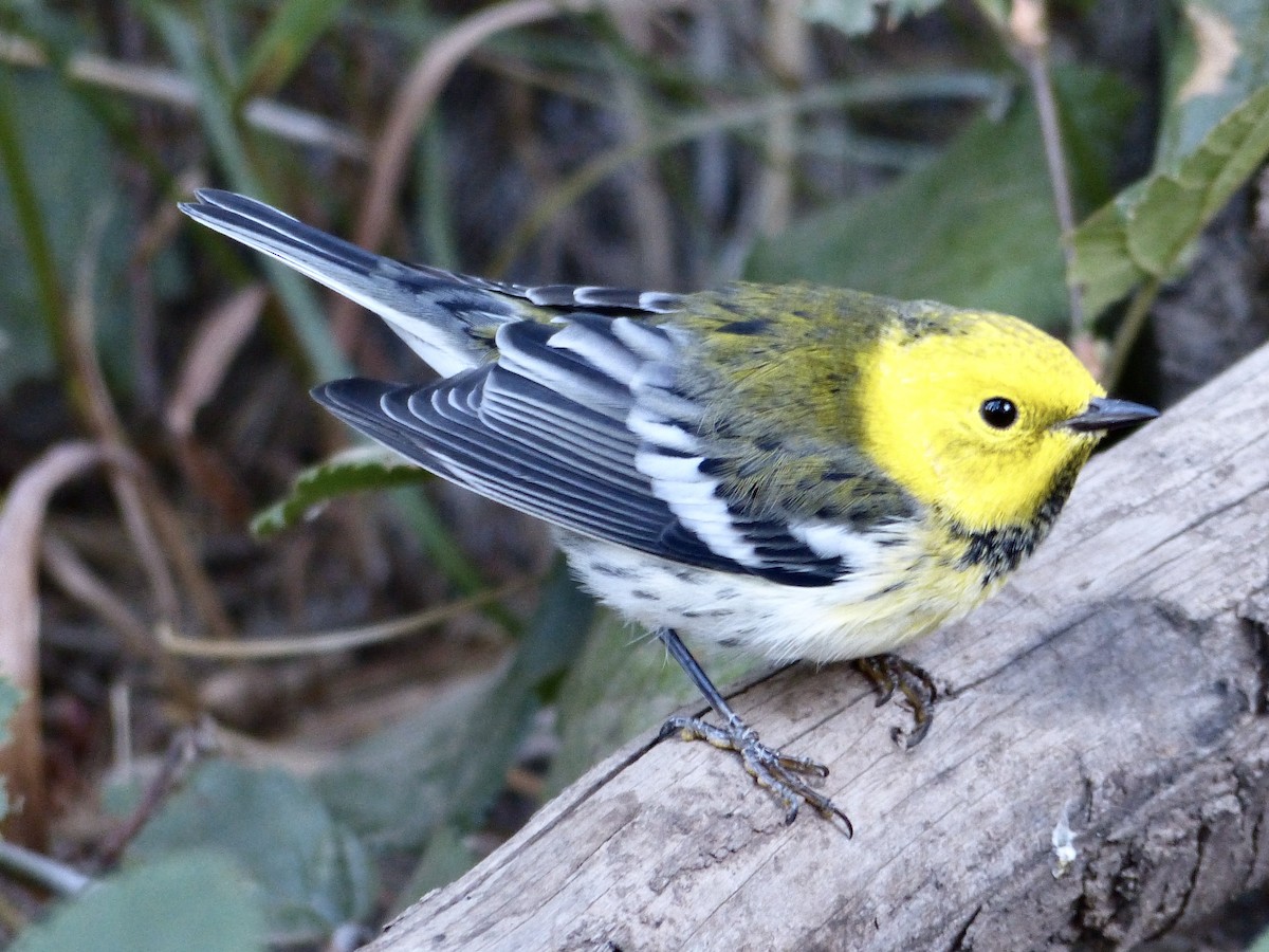 Townsend's x Hermit Warbler (hybrid) - ML649710790
