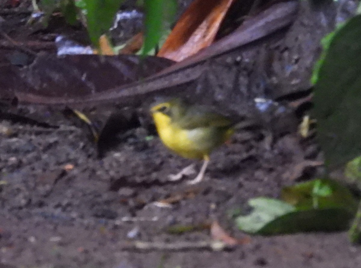 Reinita de Kentucky - ML649711085