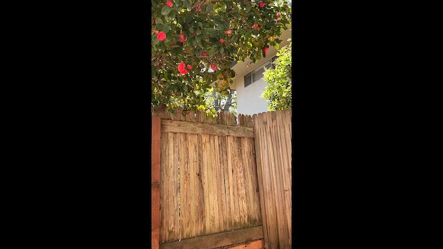 Алленов колибри - ML649711565