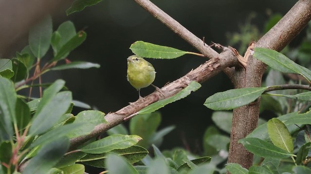 Червоїд світлобровий - ML649711943