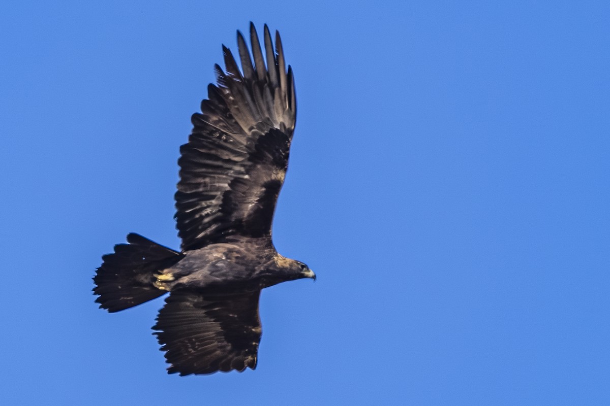 eBird Checklist - 25 Jan 2026 - Webber Canyon Rd. - 4 species
