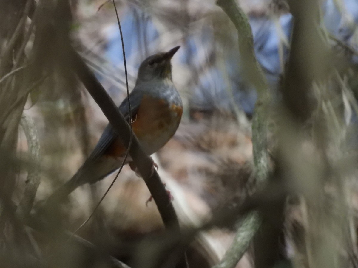 Merle à dos gris - ML649712517