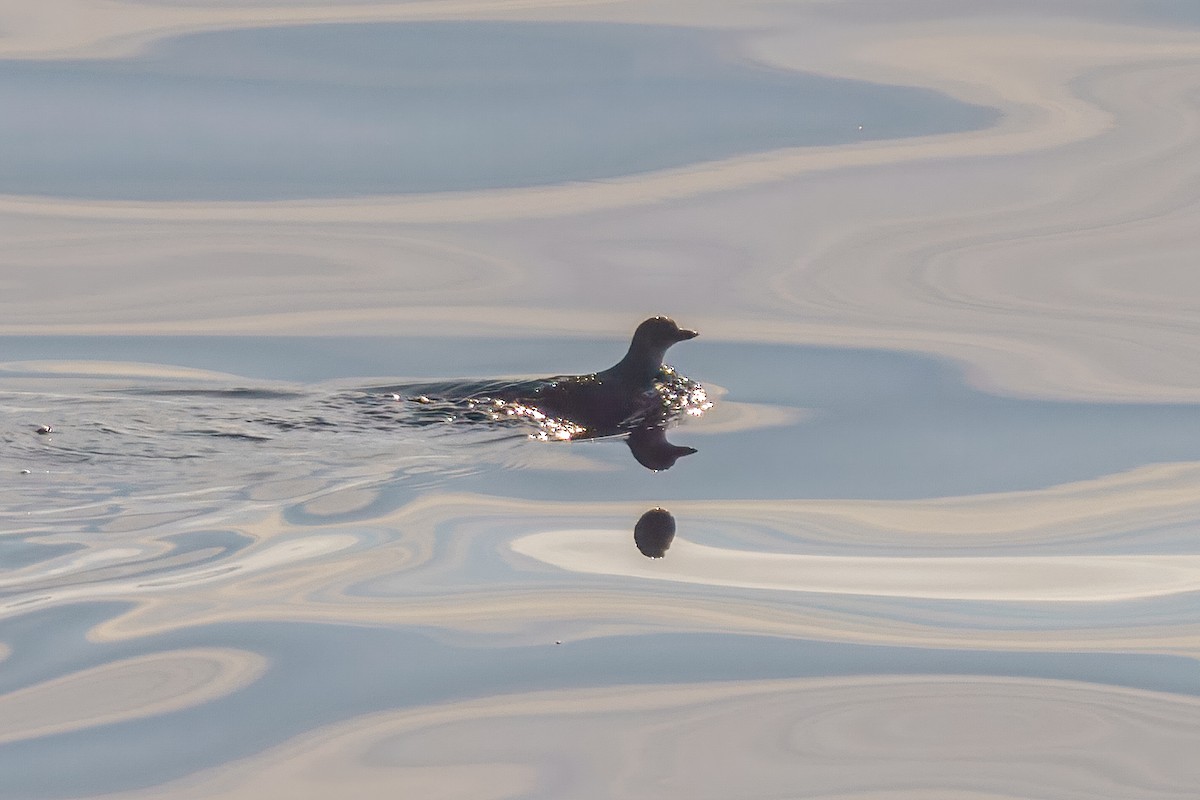 Cassin's Auklet - ML649712540