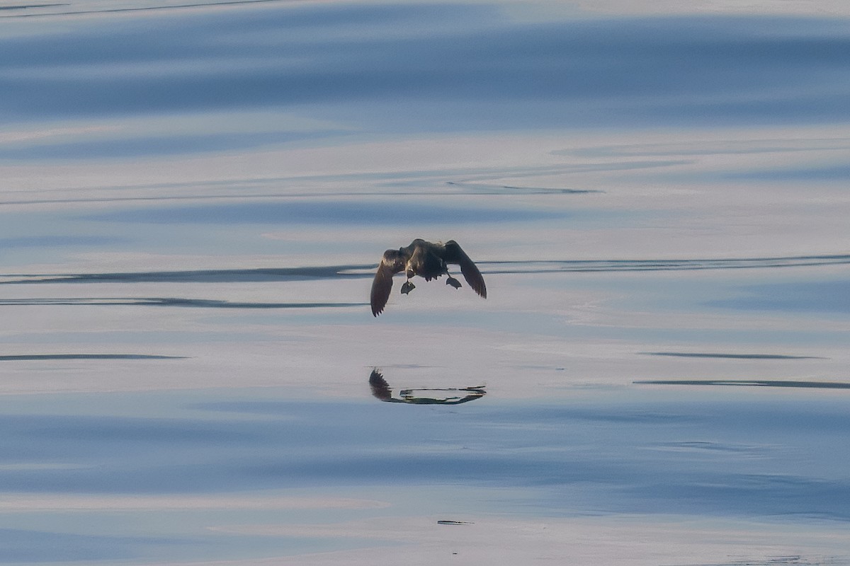 Cassin's Auklet - ML649712547