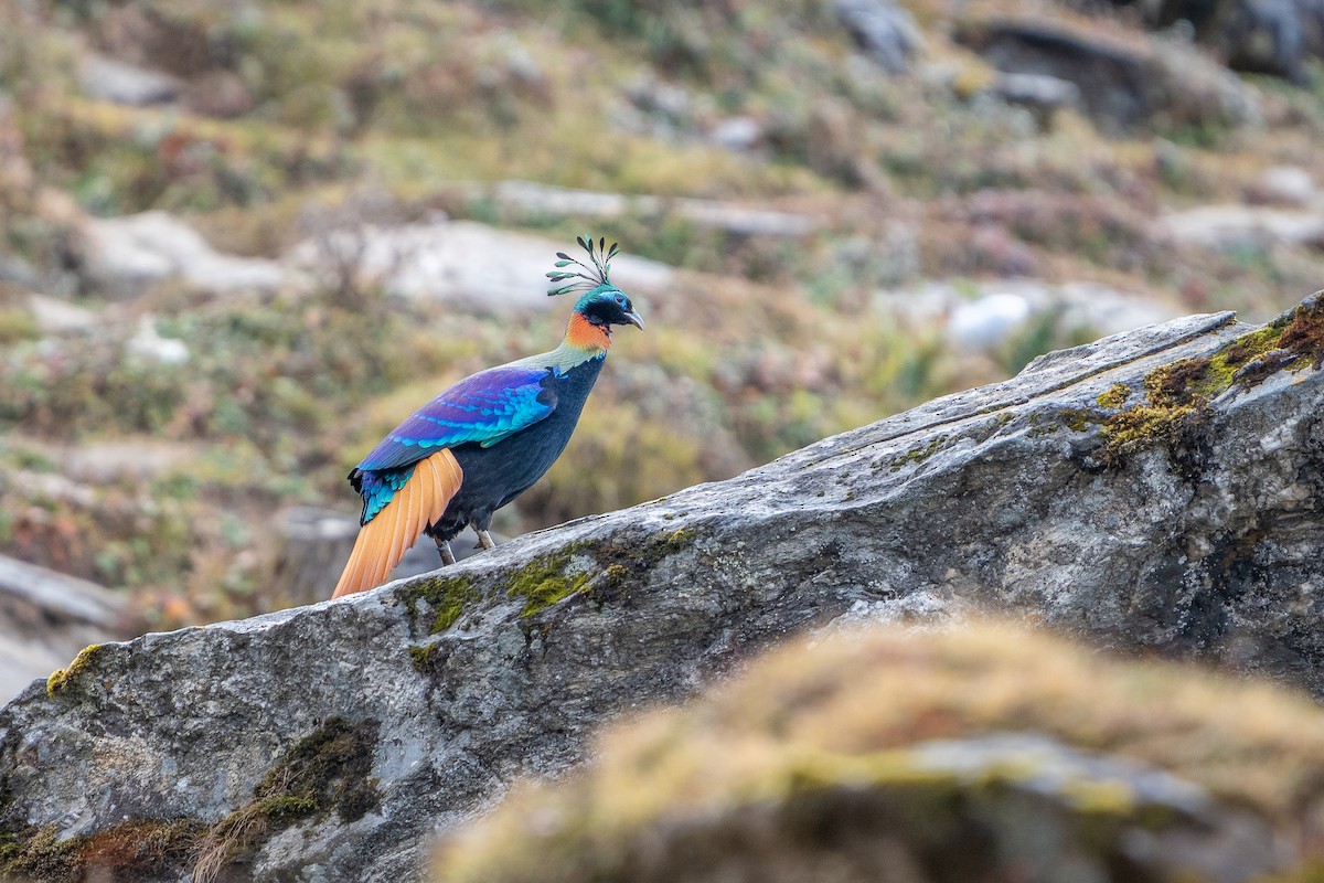 Lophophore resplendissant - ML649712593