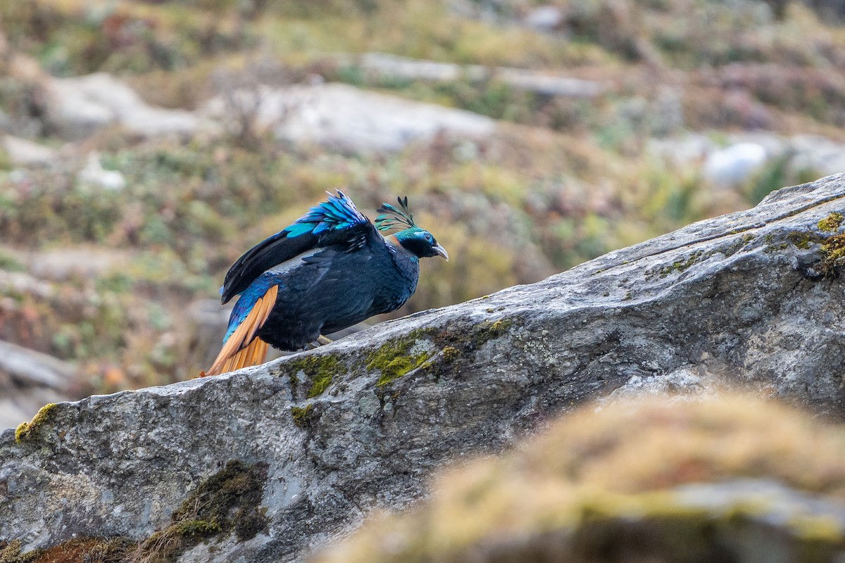 Lophophore resplendissant - ML649712603