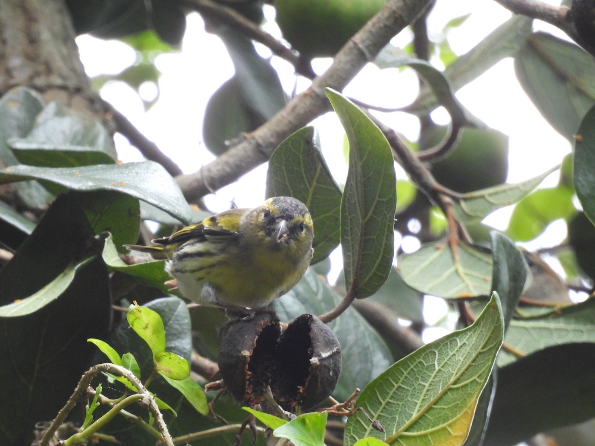 Tarin des aulnes - ML649712631