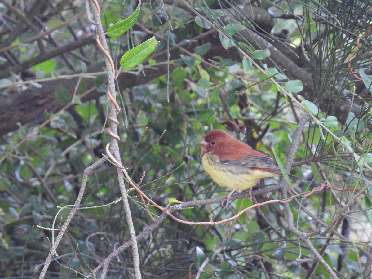 Bruant roux - ML649712635