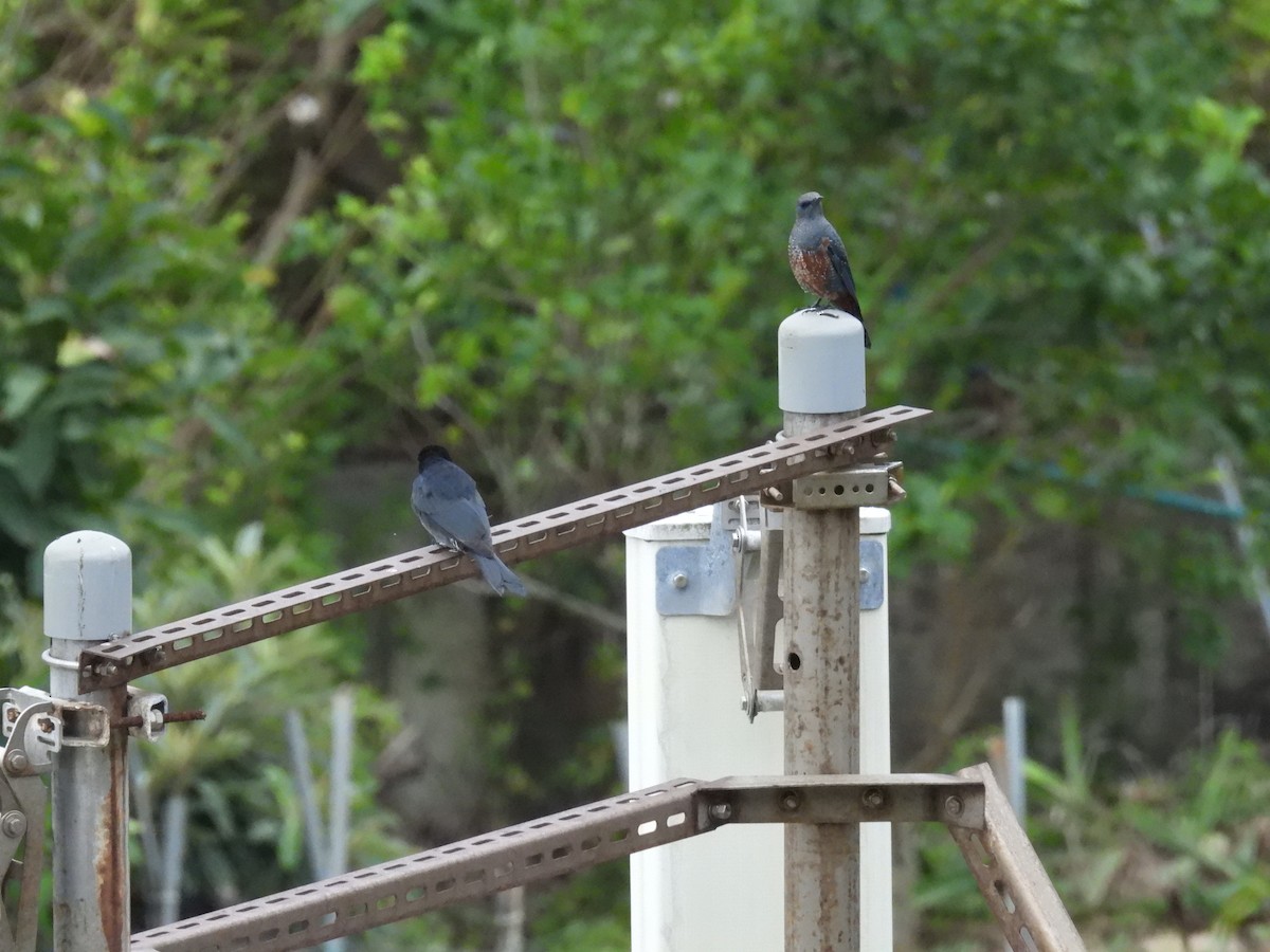 Monticole bleu - ML649712653