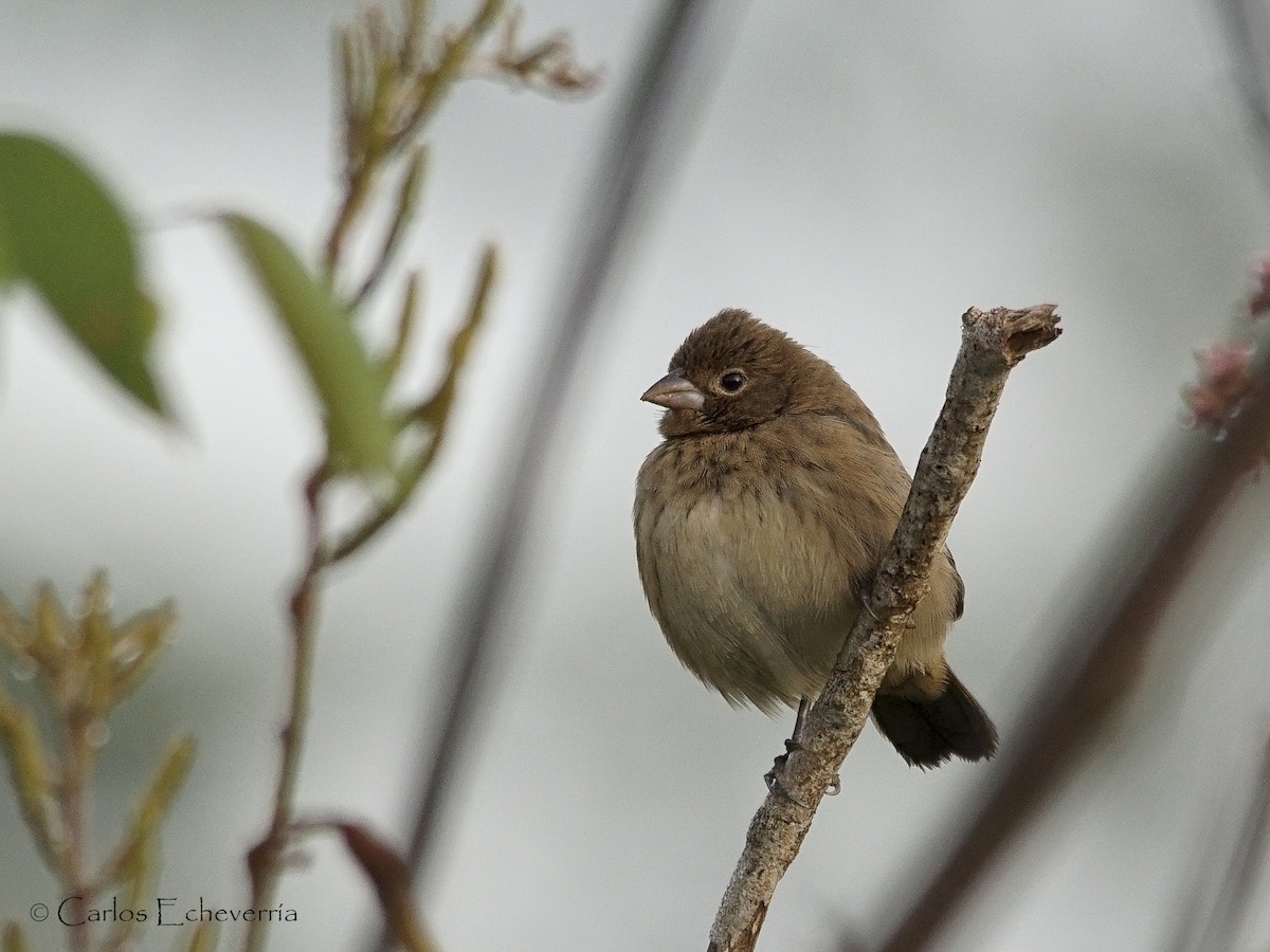Indigo Bunting - ML64971311