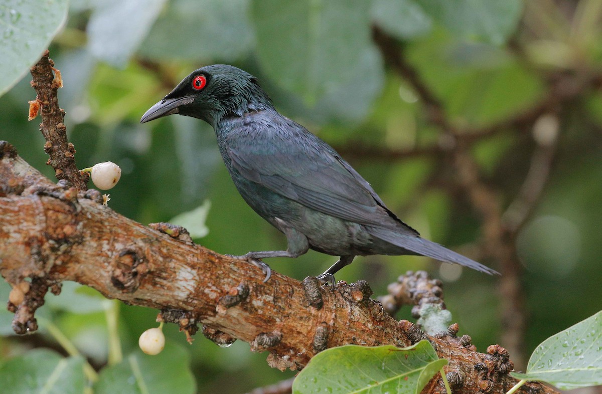 Asian Glossy Starling - ML64971381