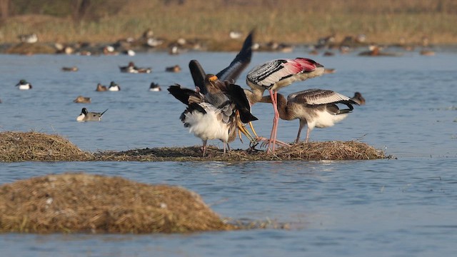 Painted Stork - ML649716213