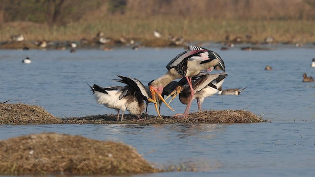 Painted Stork - ML649716217