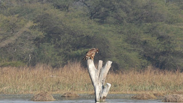 White-tailed Eagle - ML649716386