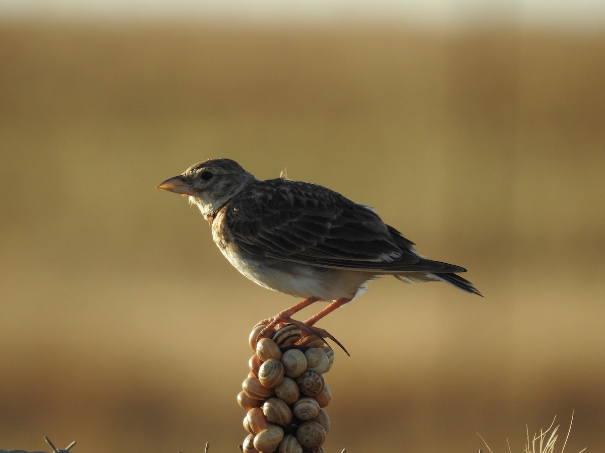 Calandra Lark - ML649716469