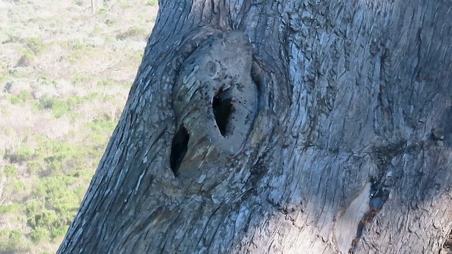 European Starling - ML649716810