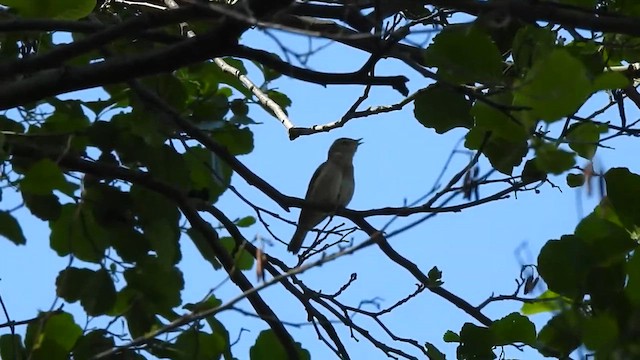 Fauvette des jardins - ML649716892