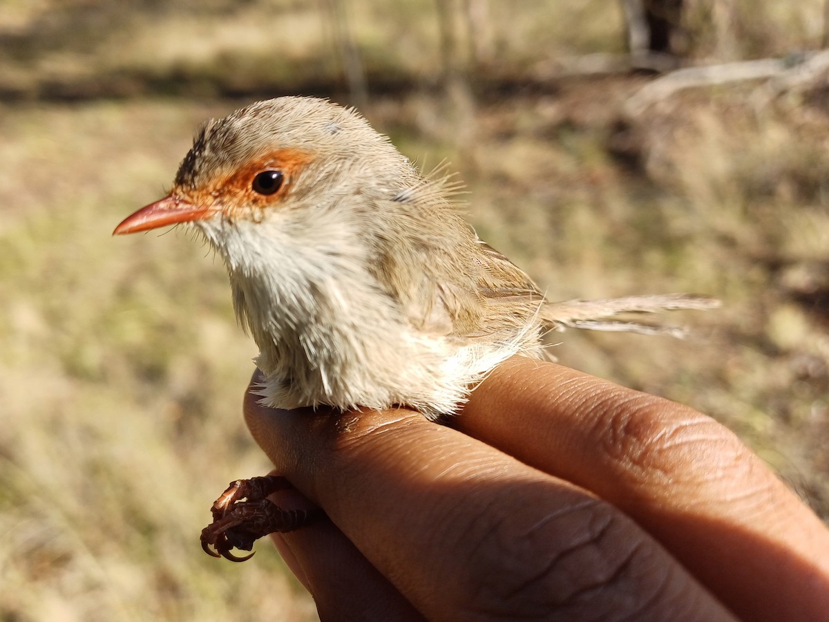 Superb Fairywren - ML649717605