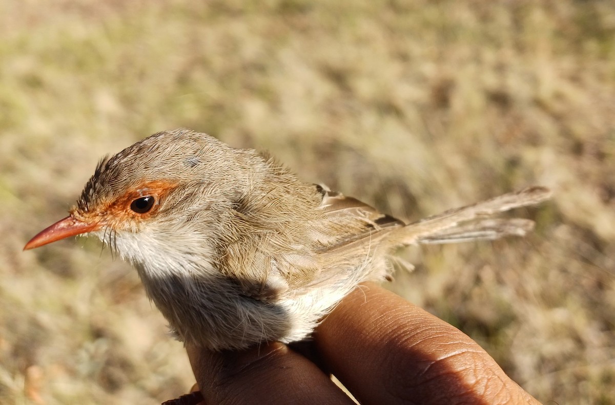 Superb Fairywren - ML649717606