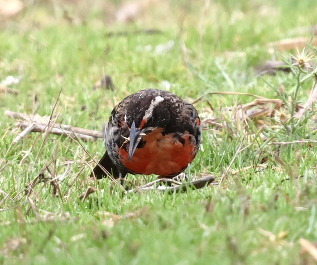 Long-tailed Meadowlark - ML649718066
