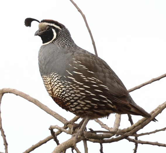 California Quail - ML649718112