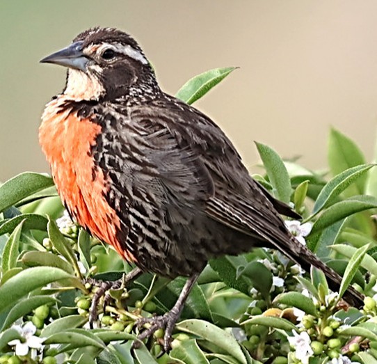 Long-tailed Meadowlark - ML649718183