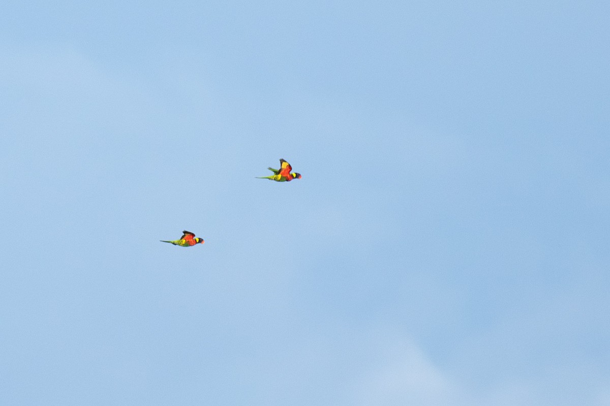 Coconut Lorikeet - ML649719536