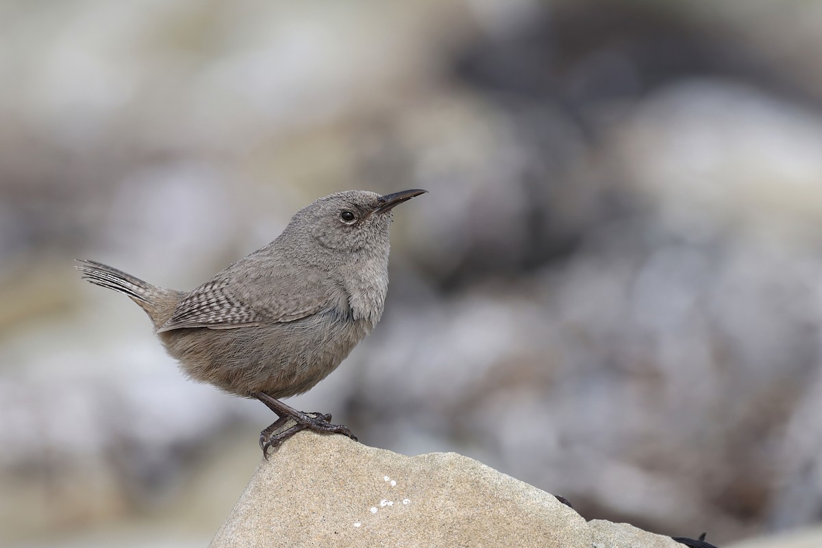 Cobb Çıtkuşu - ML649719675