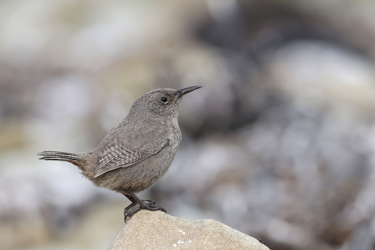 Cobb Çıtkuşu - ML649719676