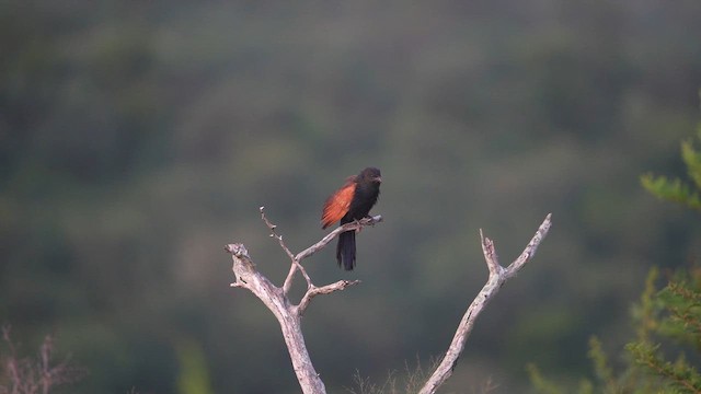 Чёрный кукаль - ML649719951