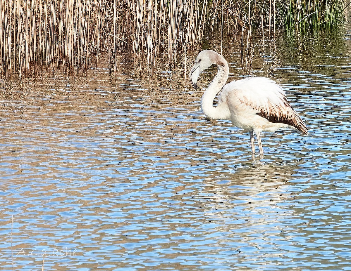 Fenicottero - ML649721609