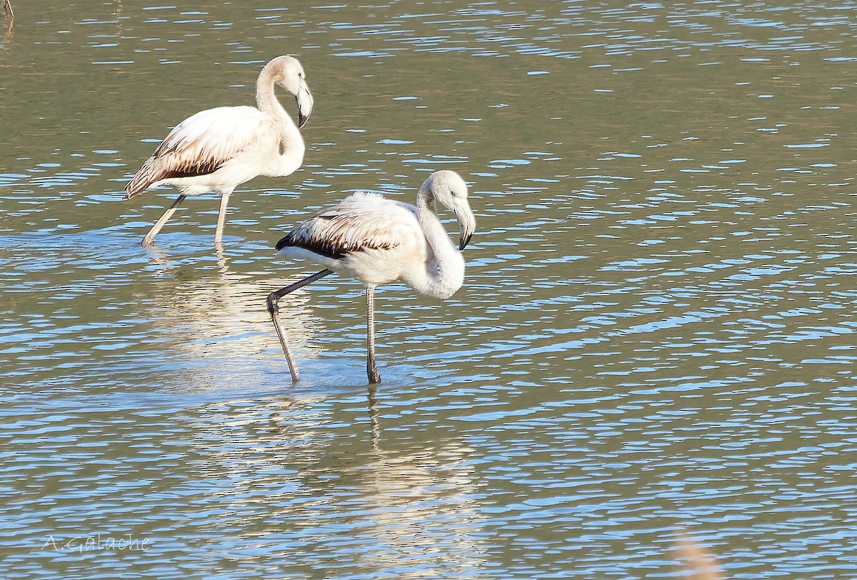 Fenicottero - ML649721610