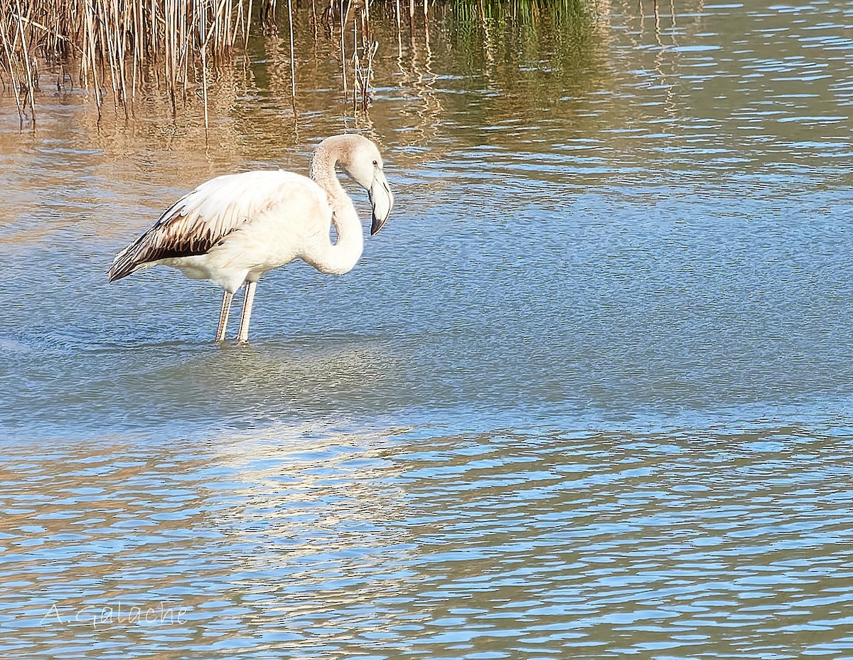 Fenicottero - ML649721611