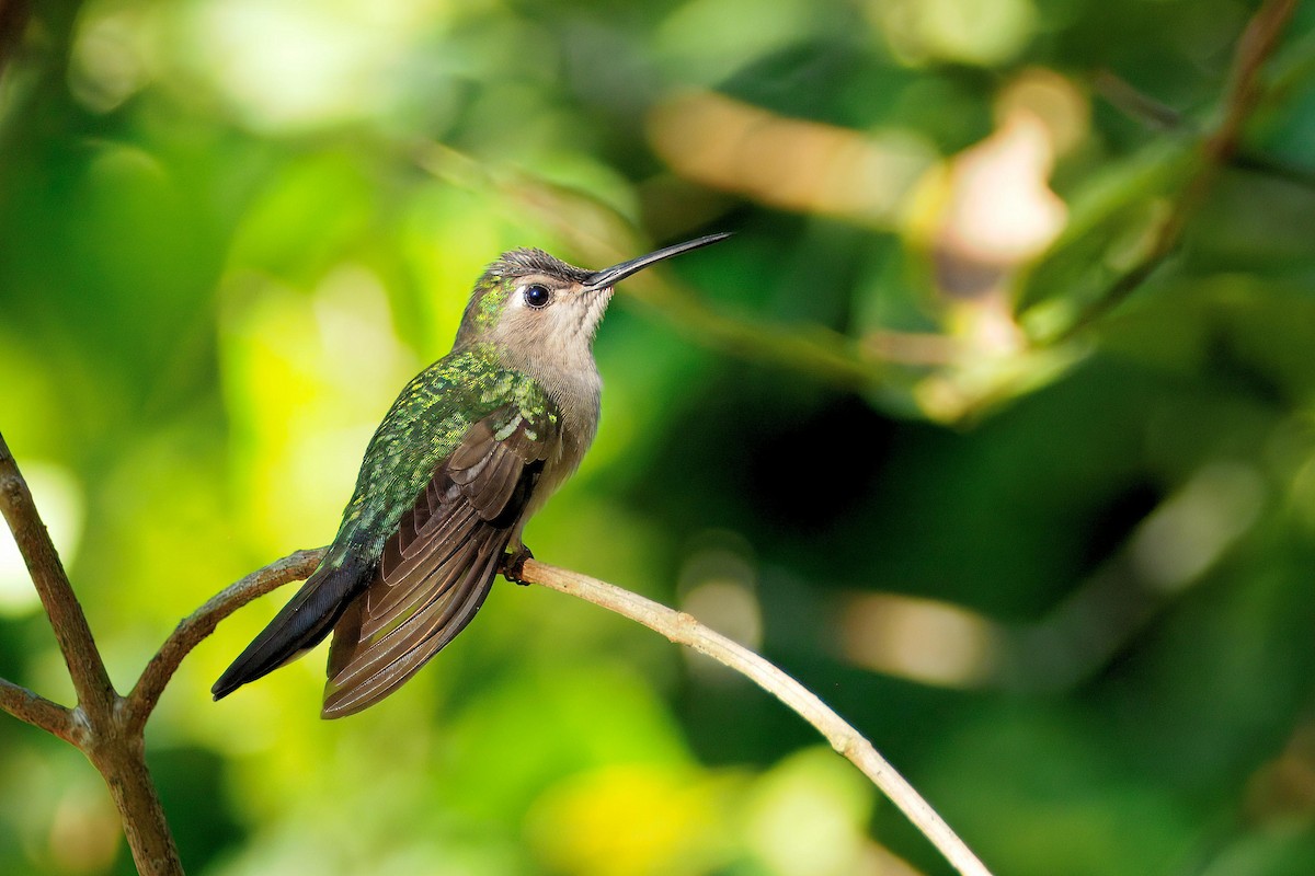 Wedge-tailed Sabrewing - ML649721984